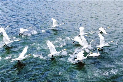 400余只大天鵝飛抵我市棲息越冬